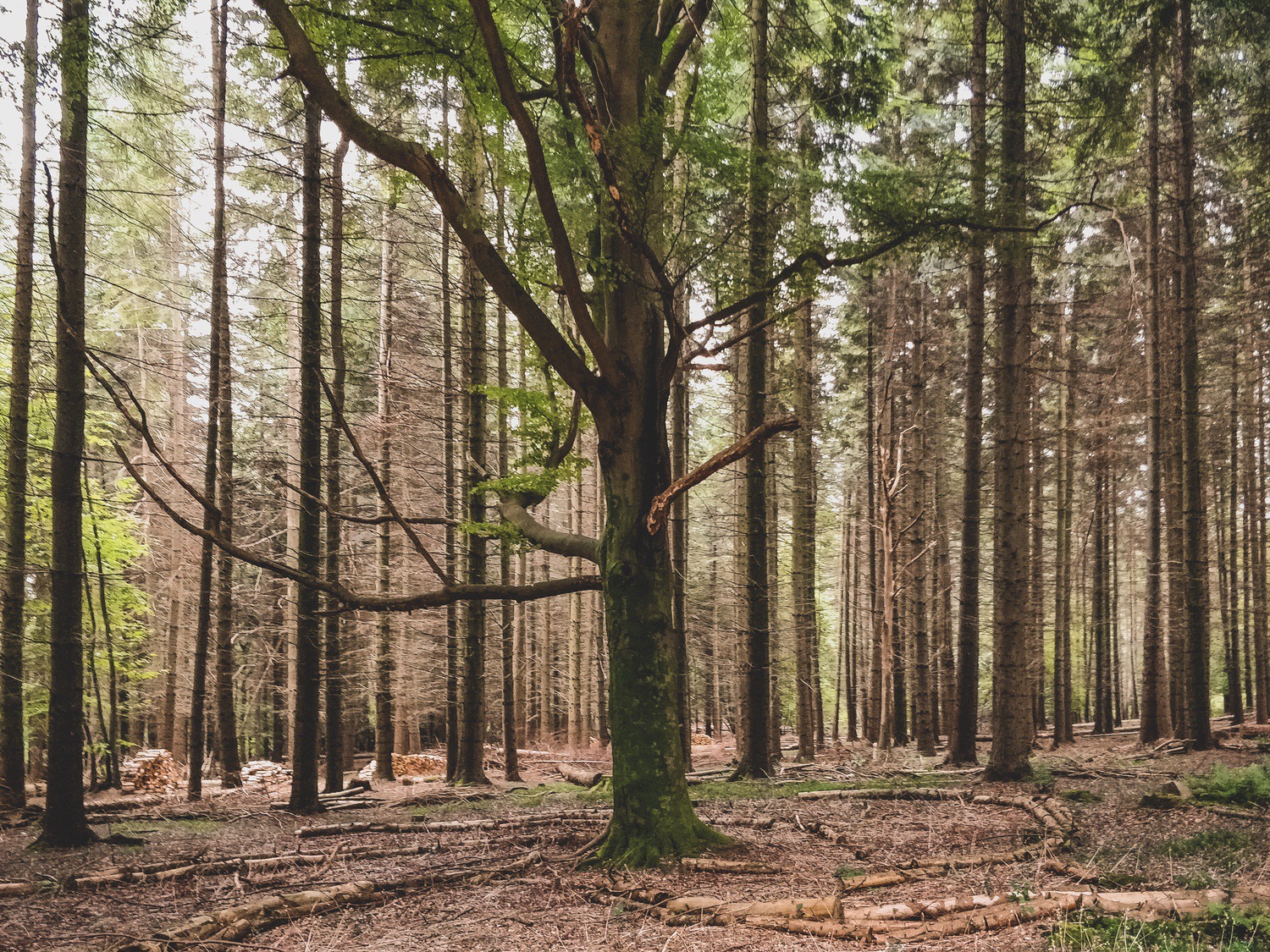 Sheffield Park Walk Wood