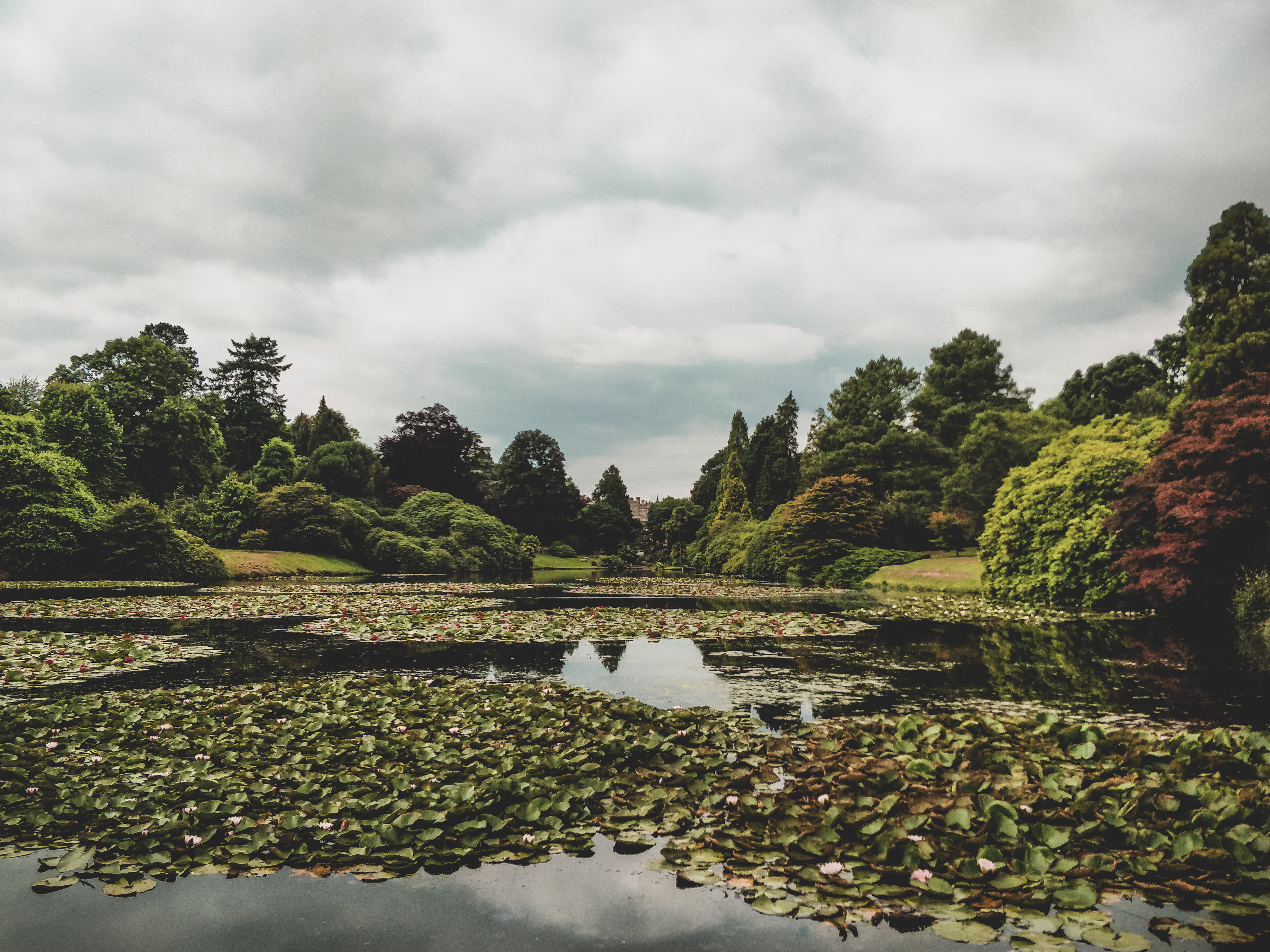 A vast array of waterlillies on the Sheffield Park lake