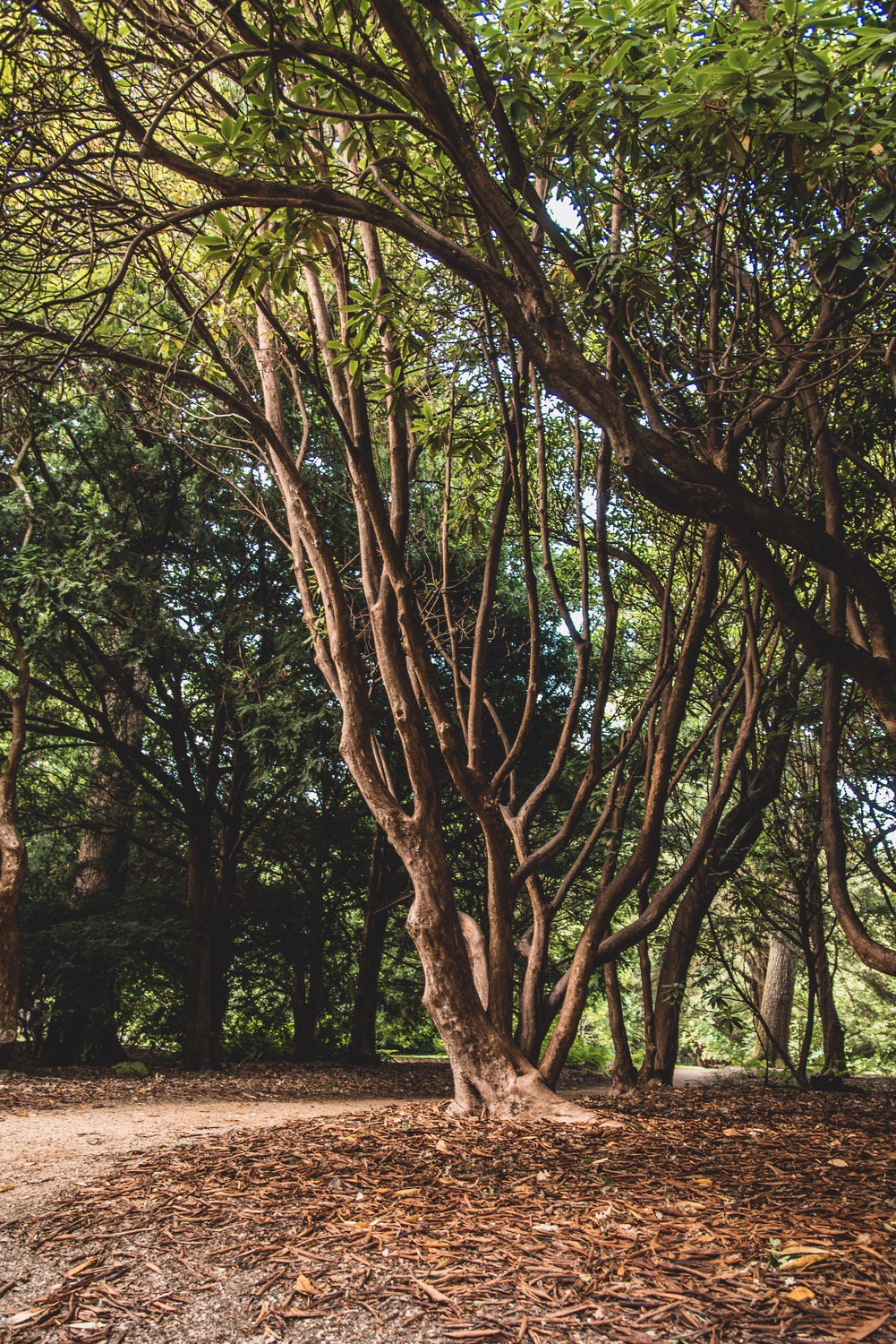 Twisty trees - a shot that still alludes me