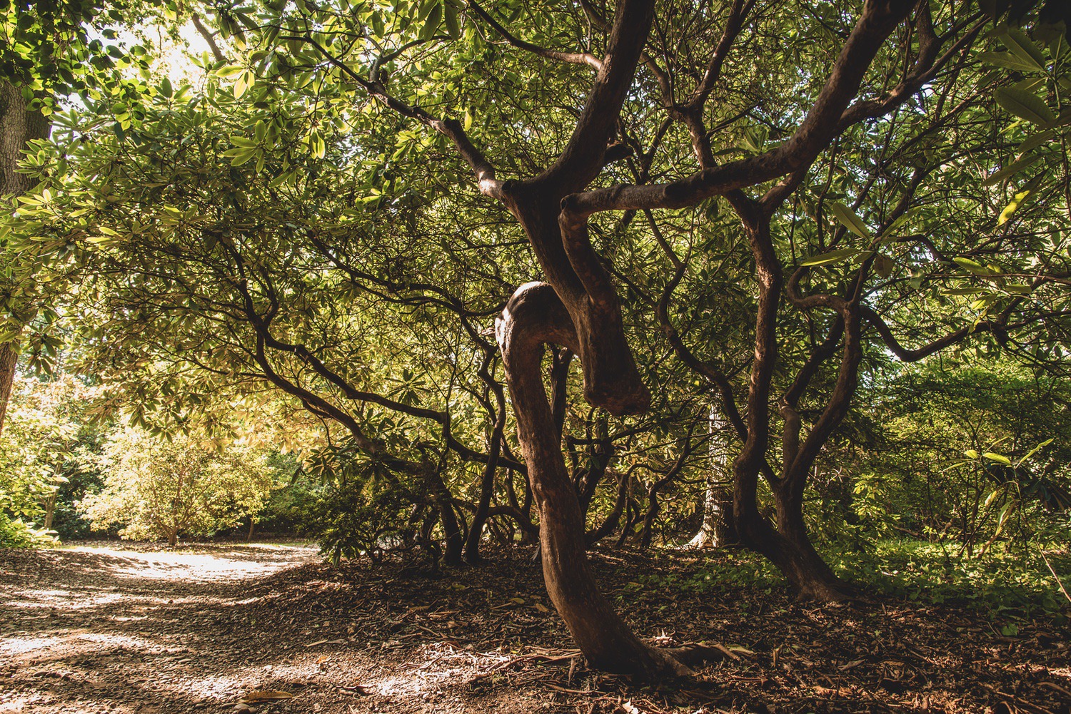 More twisty trees