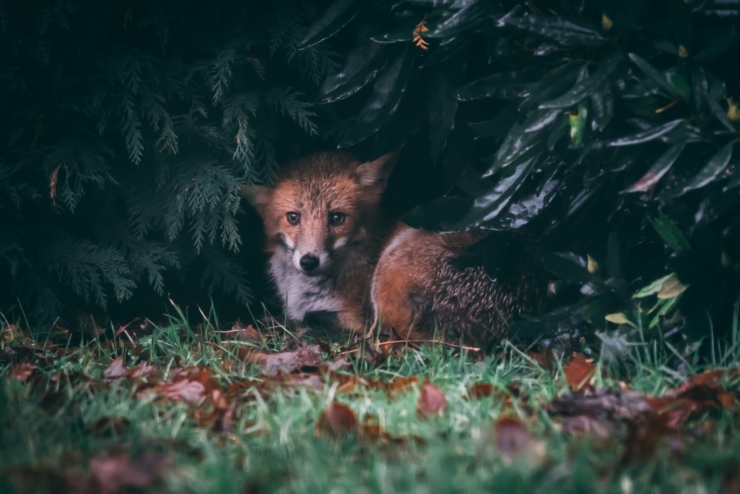 Fox in the garden