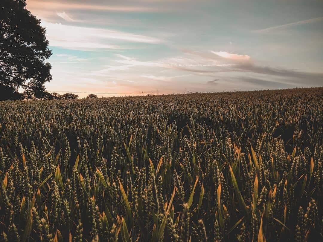 Fields of corn in Newick.