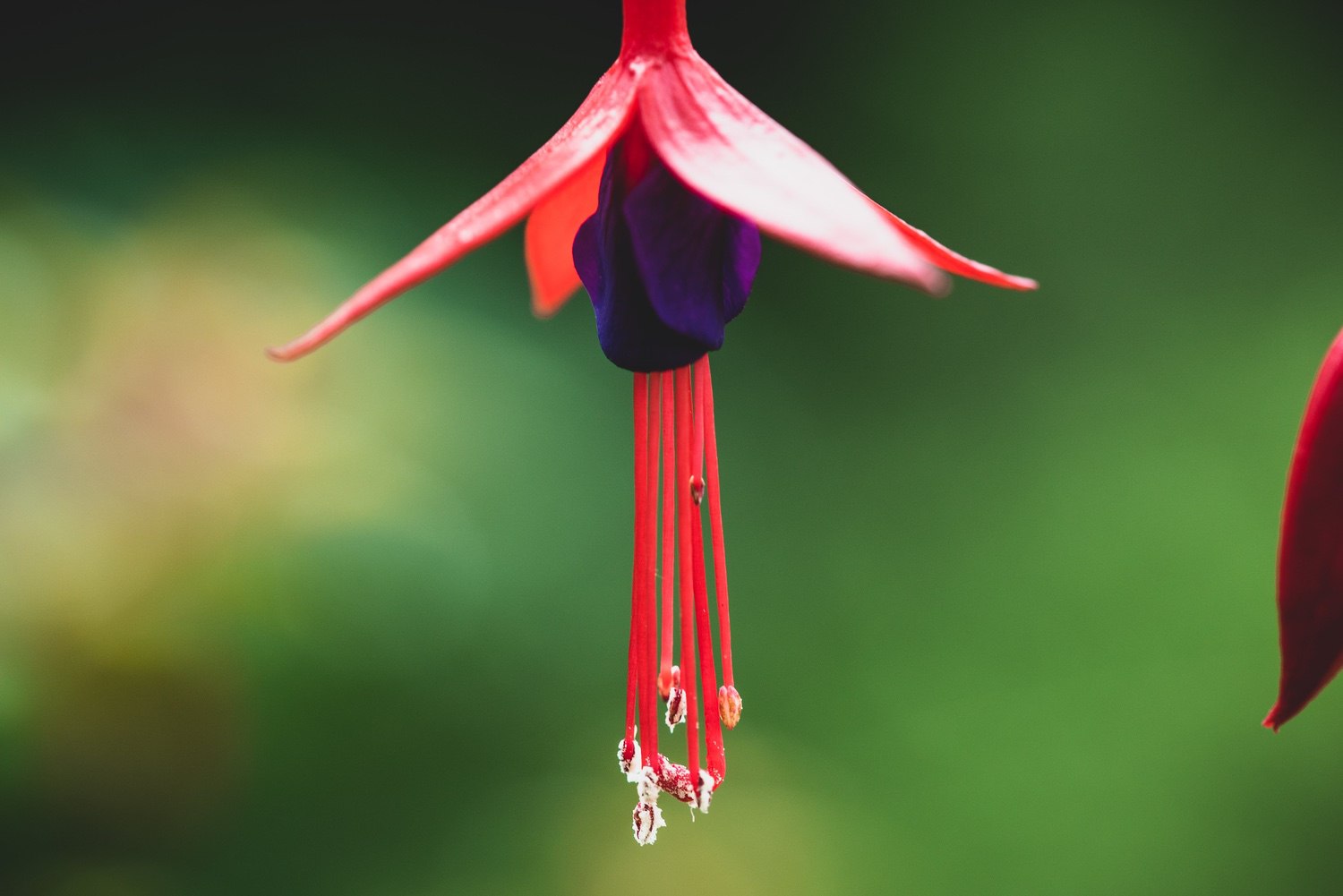 Red and purple hanging plant, I’m not good at plant identification sorry!