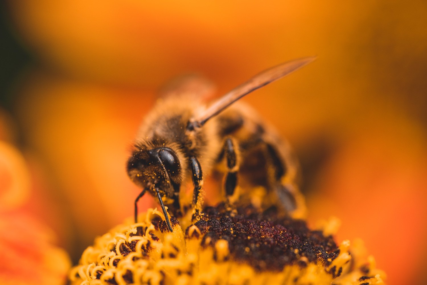 A tiny bee on an orange plant