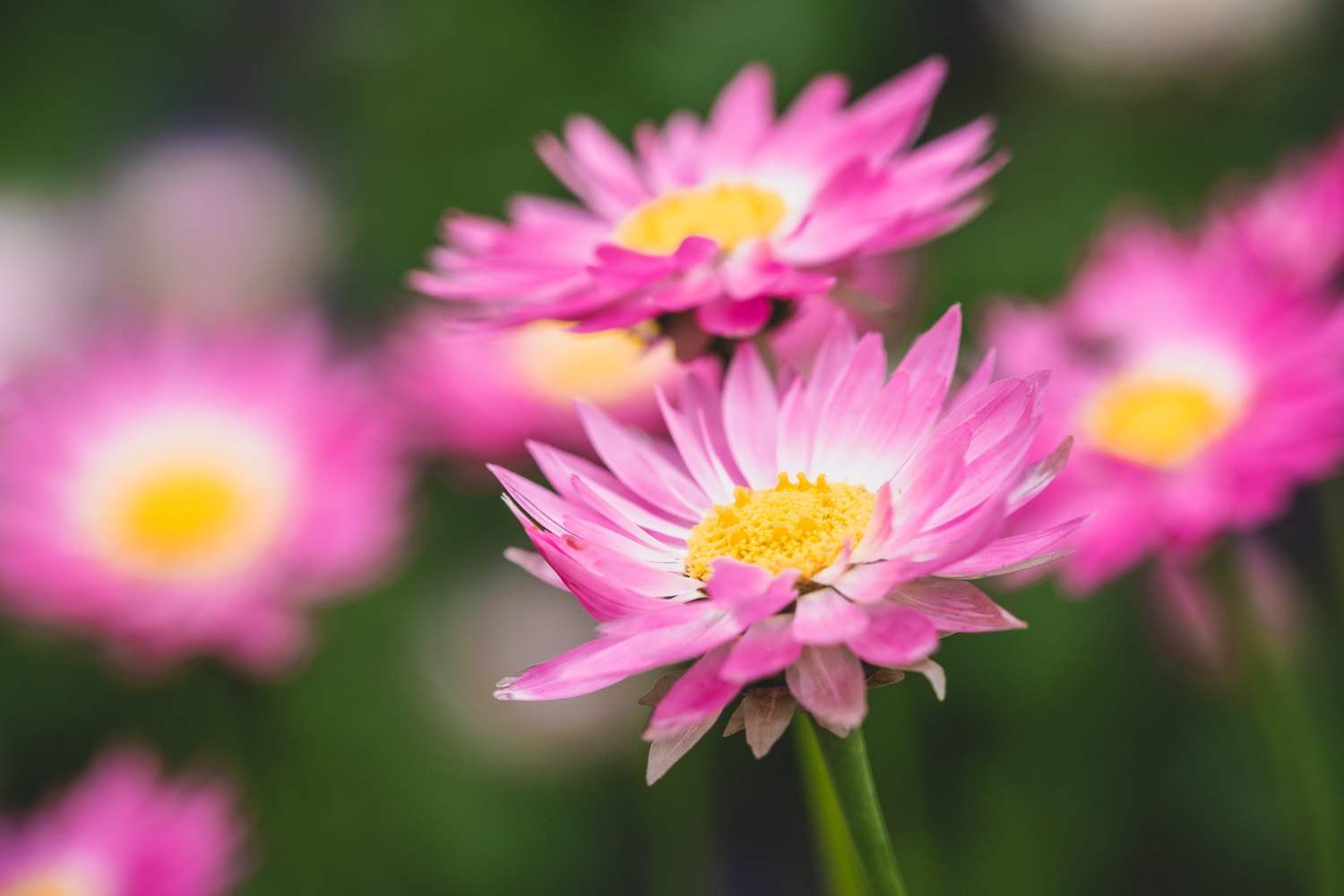 Pink daisies