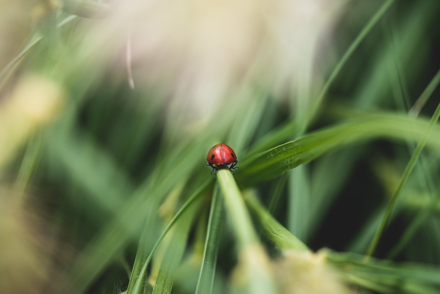 A ladybird scuttling along a plant