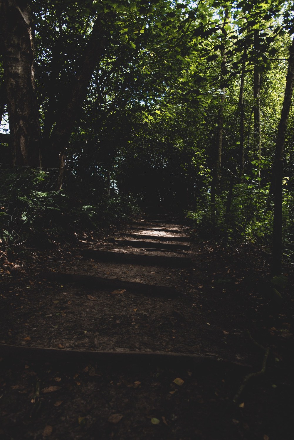 Light peaking through the trees onto a stepped path