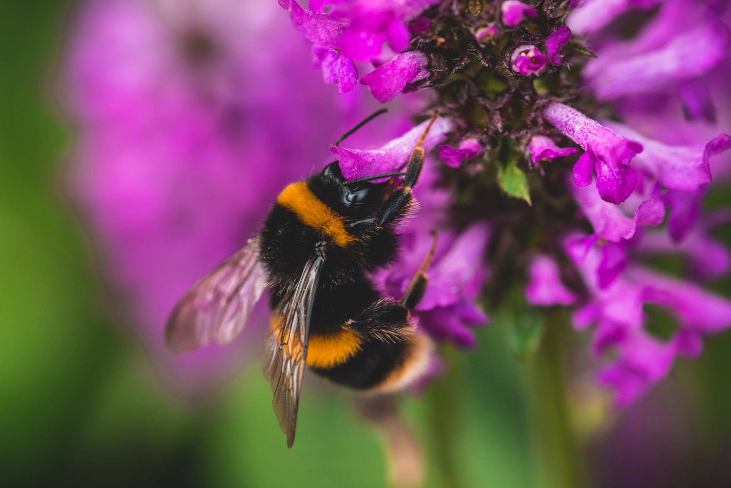 A bee collecting pollen from a purple/pink plant