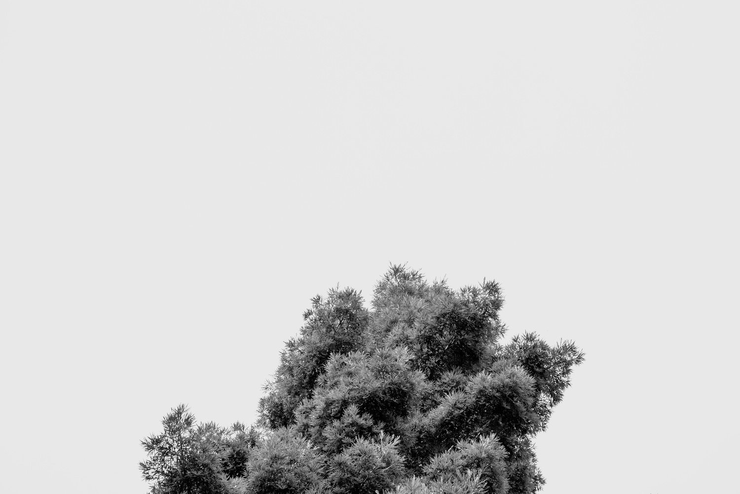 A black and white image of a tree