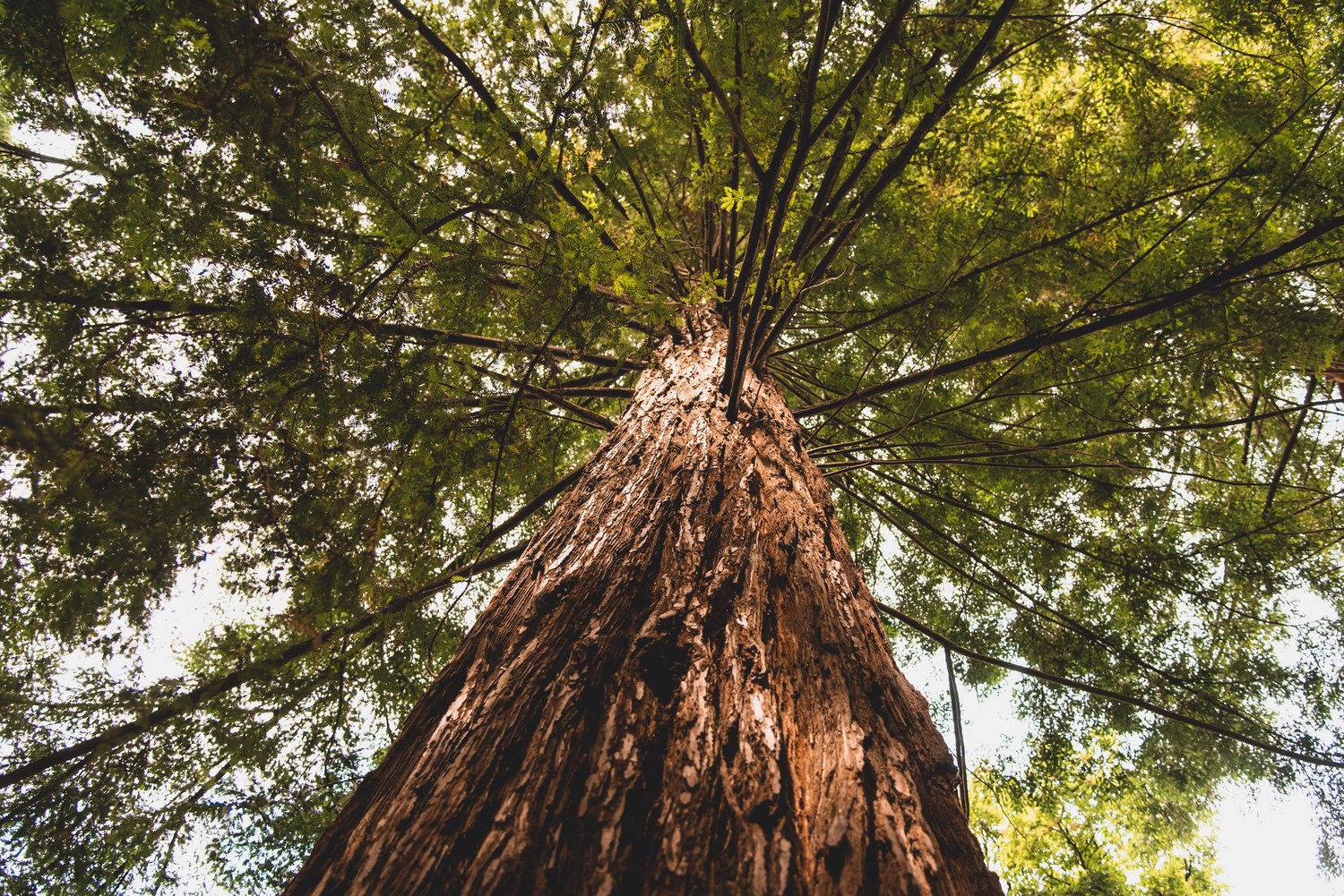 Giant redwood in the forest