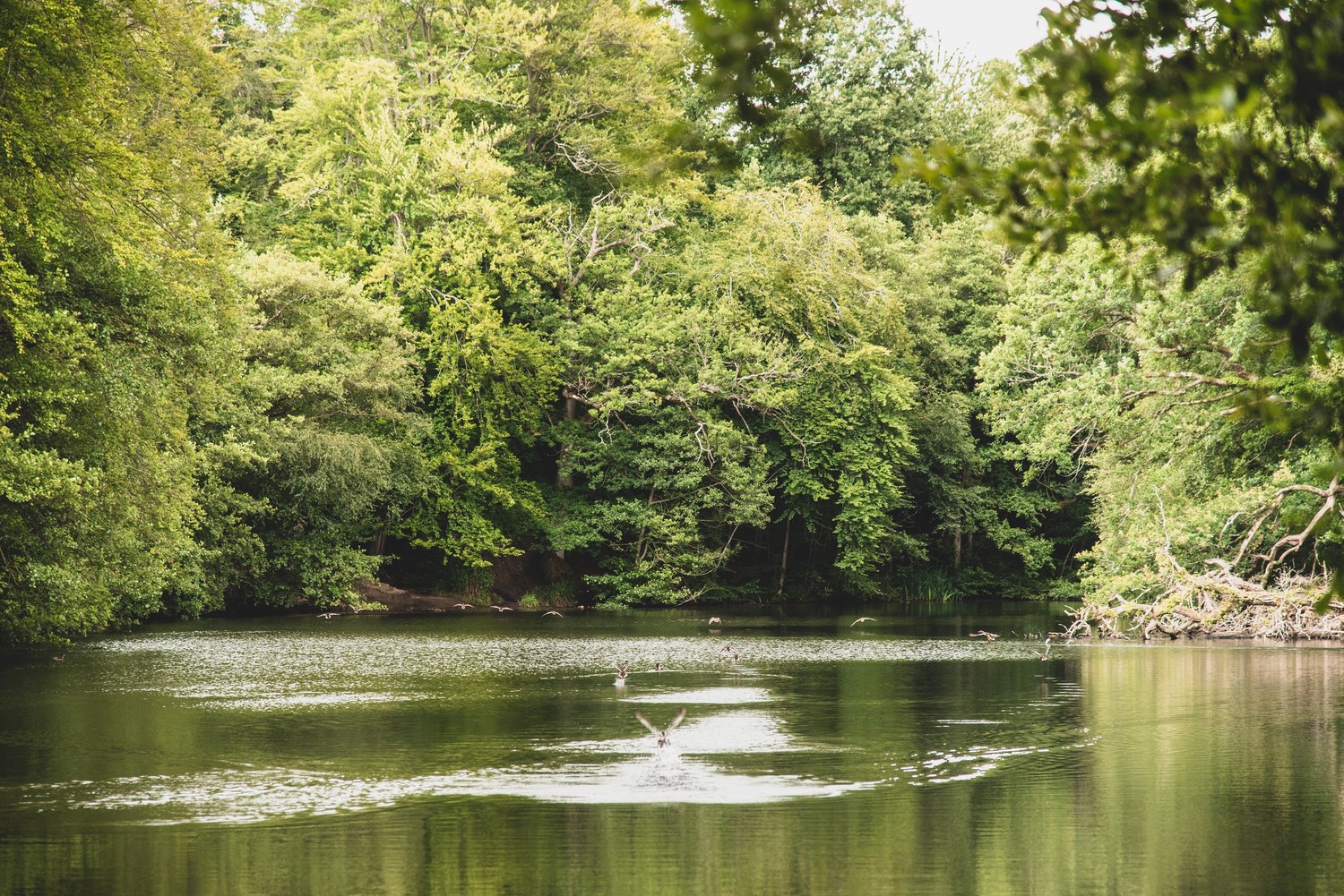 Geese flying from the lake