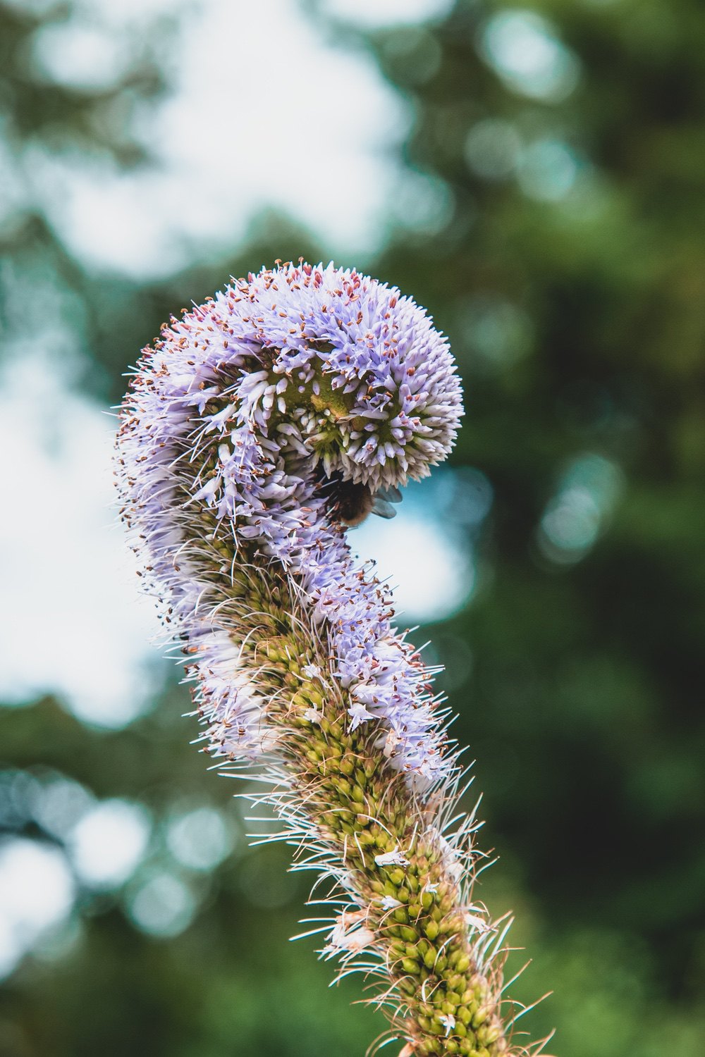 An amazing flower that looks like a treble clef!