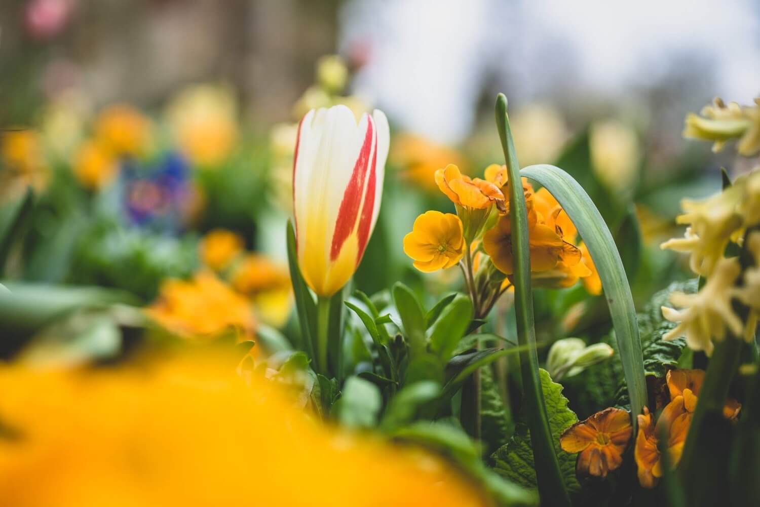 Flowers blooming in brilliant yellow